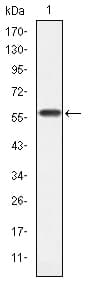 CRKL Antibody (clone 5E+12)