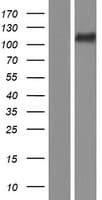 KSR2 Protein (Over-Expression Lysate Myc-DDK (Flag))