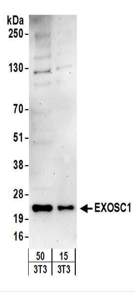 EXOSC1 / CSL4 Antibody (aa145-195)
