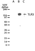 TLR3 Antibody (clone 40C1285.6)