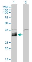 DNASE1L1 Antibody (clone 4E8)