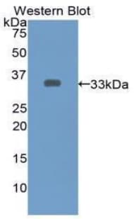 ECE-1 Antibody (aa469-721)