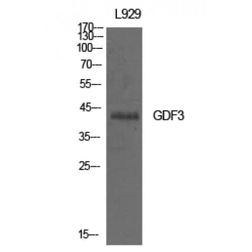 Polyclonal Rabbit anti-Human GDF3 Antibody (311-360 aa, C-terminal, WB)