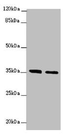 OSGEP Antibody