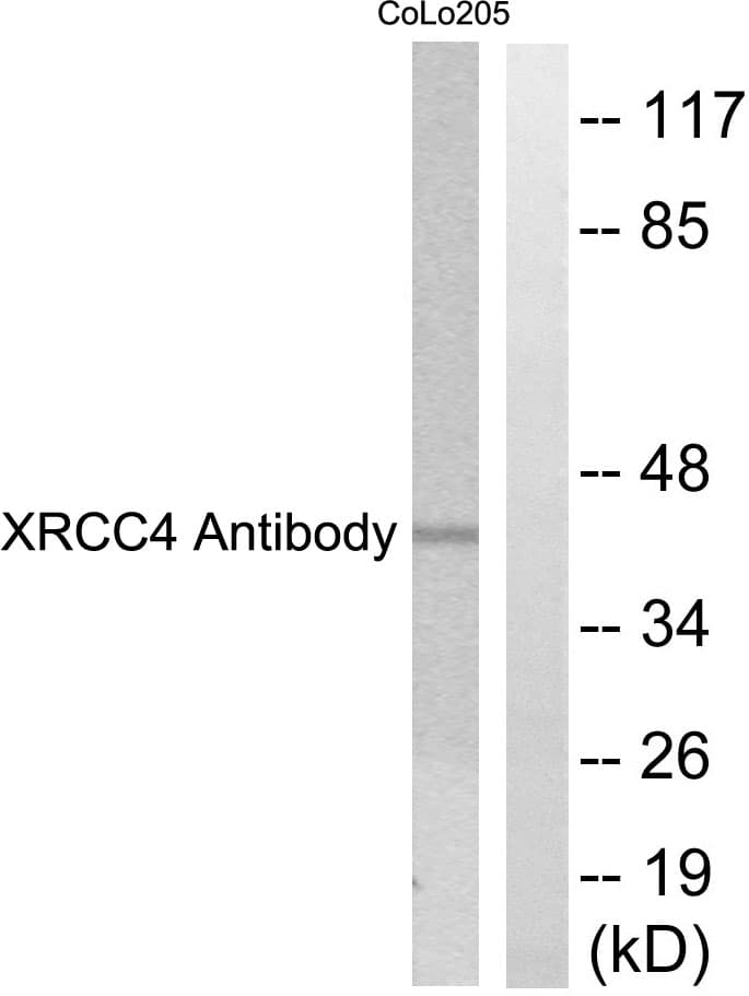 XRCC4 Antibody (aa261-310)