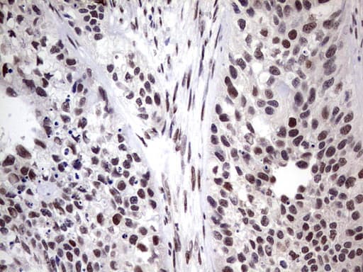 Monoclonal Mouse anti-Human C14orf166 Antibody (clone OTI1G8, IHC, WB)