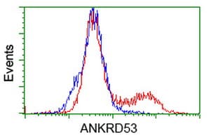 ANKRD53 Antibody (clone OTI2E4)