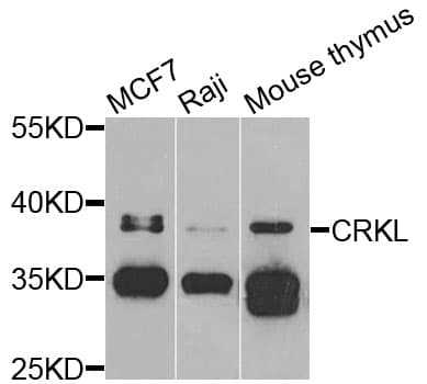 CRKL Antibody