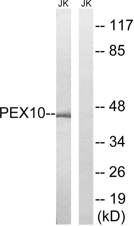 PEX10 Antibody
