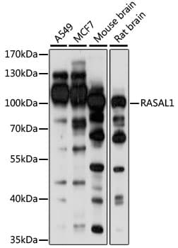 RASAL1 / RASAL Antibody