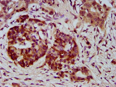 NEU4 Antibody