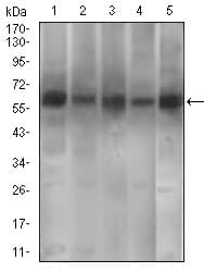 PDE1B Antibody (aa370-536, clone 10B10B12)