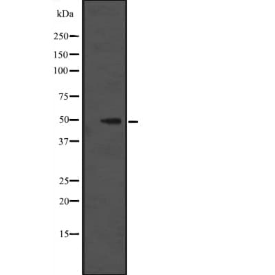 Polyclonal Rabbit anti-Human TRMO / C9orf156 Antibody (IHC, WB)