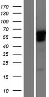 GBX2 Protein (Over-Expression Lysate Myc-DDK (Flag))