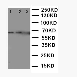IL23A / IL-23 p19 Antibody (aa29-48)