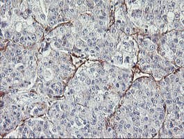 MIER2 Antibody (clone OTI3A1)