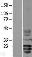 Human CD3G Protein (Over-Expression Lysate Myc-DDK (Flag))