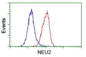 NEU2 / Sialidase 2 Antibody (clone OTI4F4)