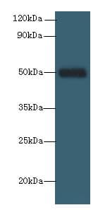SERPINH1 / HSP47 Antibody