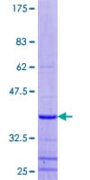 Human LUC7L3 / CROP Protein (Recombinant GST)