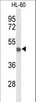 CD209 / DC-SIGN Antibody (aa330-355)