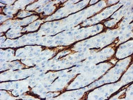 PECAM-1 / CD31 Antibody (clone OTI4C1)