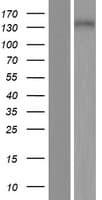 Human PLEKHG4 Protein (Over-Expression Lysate Myc-DDK (Flag))