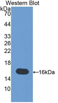 MIA / CD-RAP Antibody (aa23-130, Biotin)