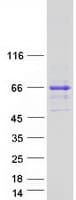 Human SNTG2 / SYN5 Protein (Recombinant Myc-DDK (Flag))