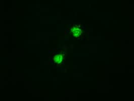 TRIM33 / TIF1-Gamma Antibody (clone OTI9D4)