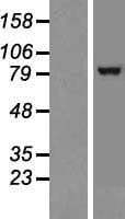 TRPC1 Protein (Over-Expression Lysate Myc-DDK (Flag))