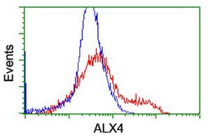Monoclonal Mouse anti-Human ALX4 Antibody (clone OTI2F2, WB)