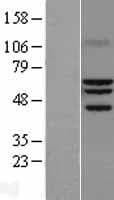 RORA / ROR Alpha Protein (Over-Expression Lysate Myc-DDK (Flag))