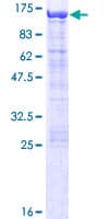 Human COG3 Protein (Recombinant GST)