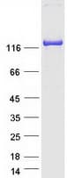 Human MYBPC2 Protein (Recombinant Myc-DDK (Flag))