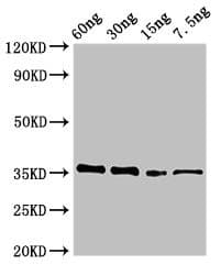 Polyclonal Rabbit anti-Streptomyces viridochromogenes Phosphinothricin N-acetyltransferase Antibody