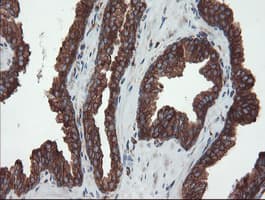 USP9X / FAM Antibody (clone OTI2G7)