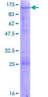 Human GTPBP4 Protein (Recombinant GST)