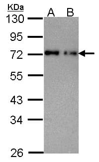 NUP62 Antibody (aa294-522)