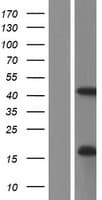 PCMTD1 Protein (Over-Expression Lysate Myc-DDK (Flag))