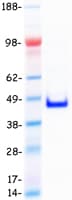 Human TCEAL4 Protein (Recombinant Myc-DDK (Flag))