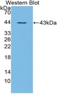 Ghrelin Antibody (aa28-117)