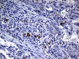 POLI Antibody (clone OTI1B9)