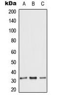 SLC25A6 / ANT3 Antibody (Internal)