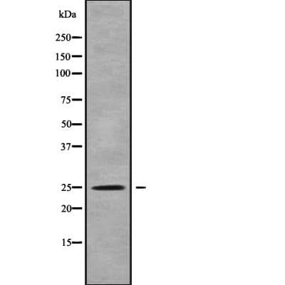 RND2 Antibody