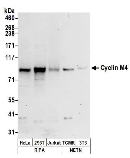 CNNM4 Antibody (aa725-775)
