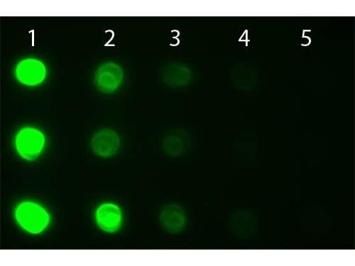 Goat Anti-Human IgG Secondary Antibody (FITC)