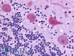 PathPlus™ GPR39 Antibody (C-Terminus)