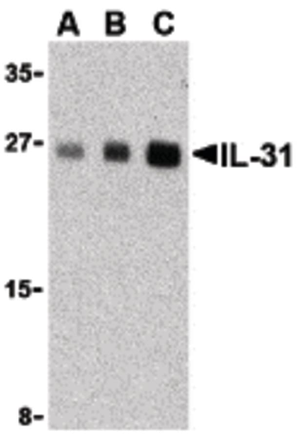 IHC-plus™ IL31 Antibody