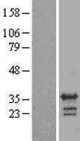 RALYL Protein (Over-Expression Lysate Myc-DDK (Flag))